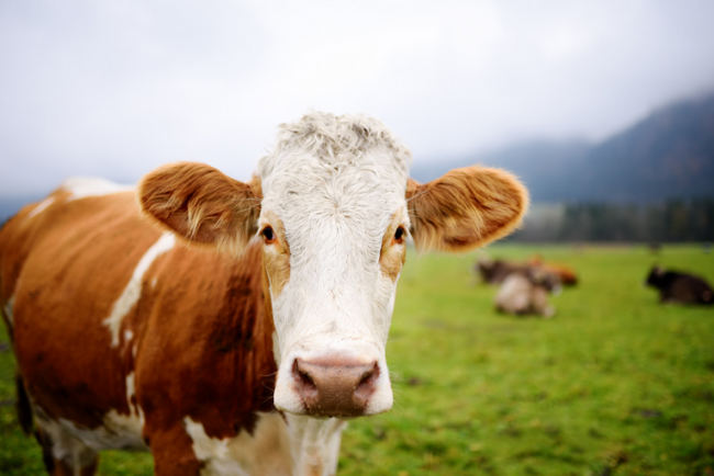 vache